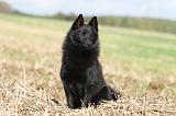 SCHIPPERKE 444